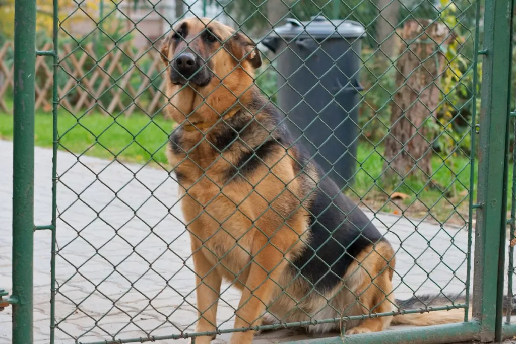 Gli invisibili: la sofferenza dei cani abbandonati in giardino